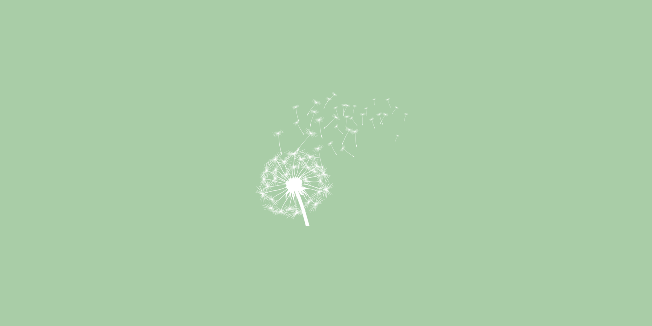 Dandelion with seeds blowing away light green background