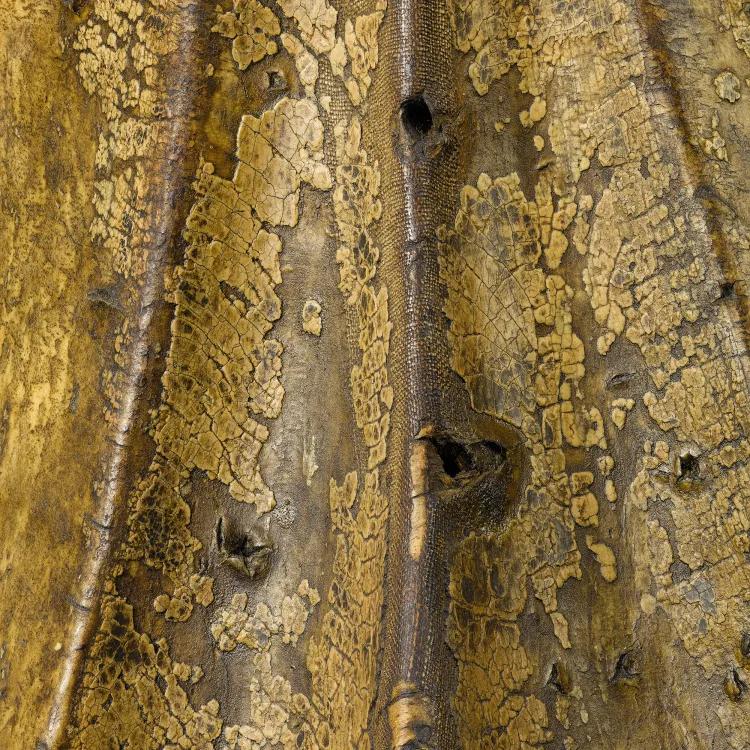 Up close intricate detail of a jousting saddle