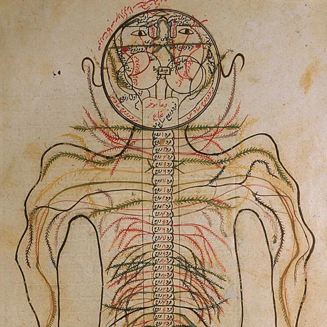 Manuscript drawing of anatomy showing brain in circular frame, spinal column and network of veins and nerves with red annotations