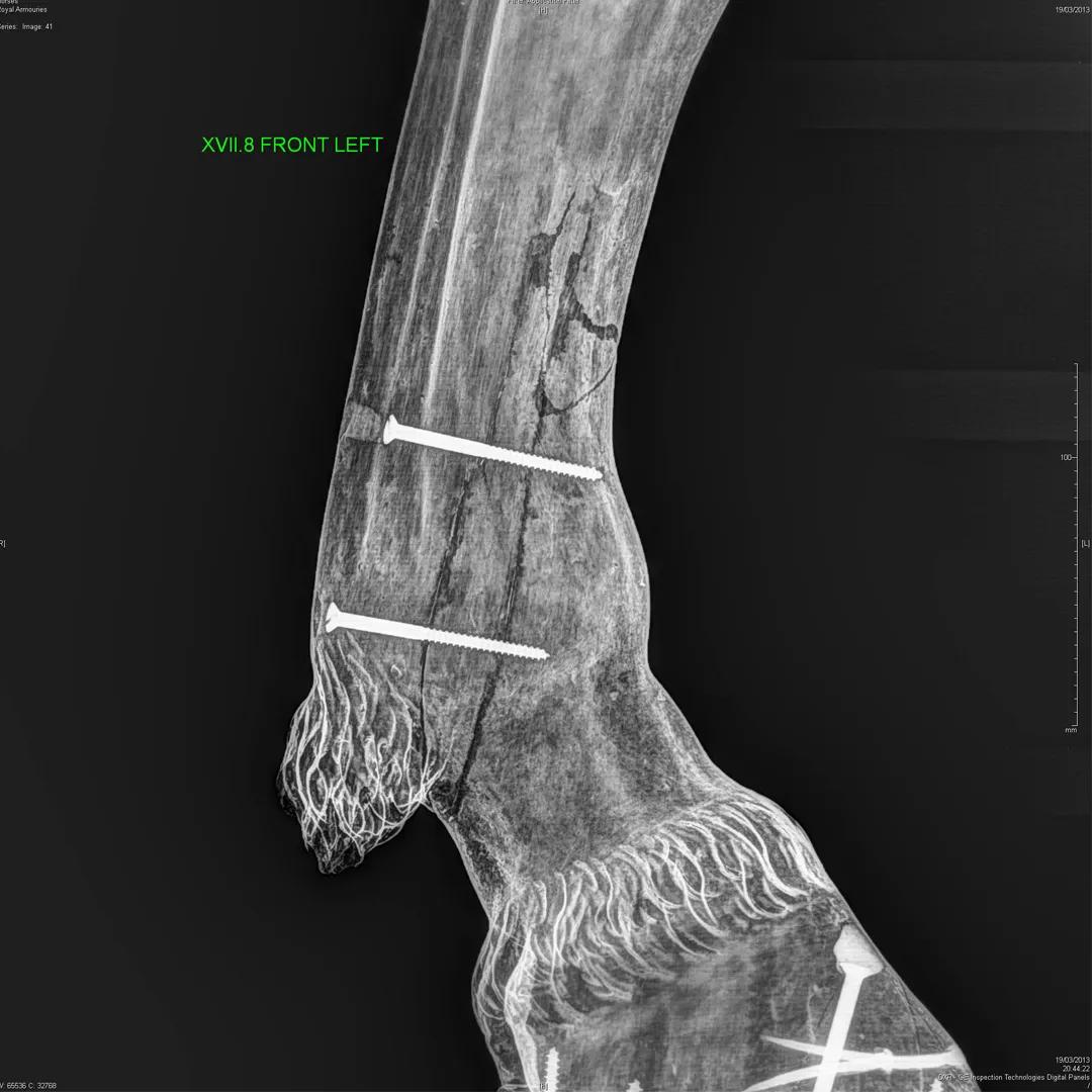 An x-ray image of a wooden horse hoof displaying where the nails and screws are hidden to keep the structure together.