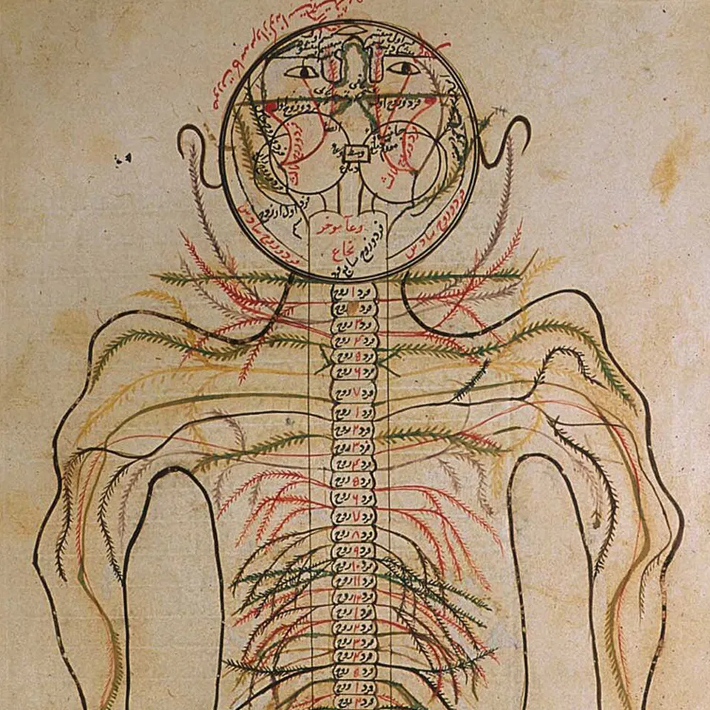 Manuscript drawing of anatomy showing brain in circular frame, spinal column and network of veins and nerves with red annotations