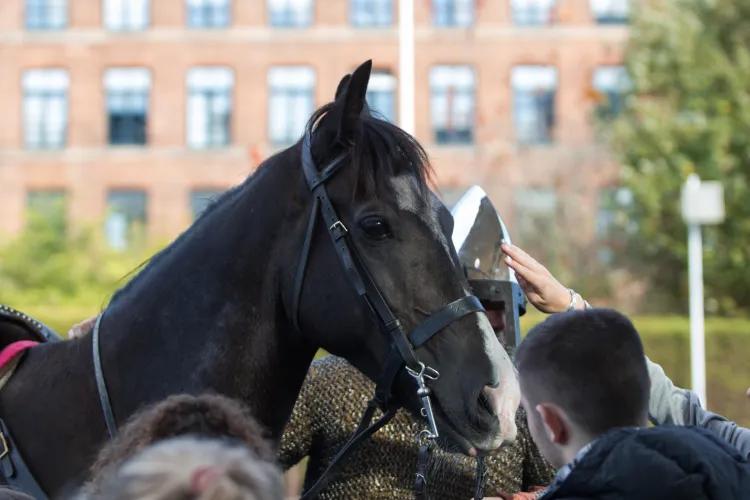 A black horse receives pets from a member of the crowd